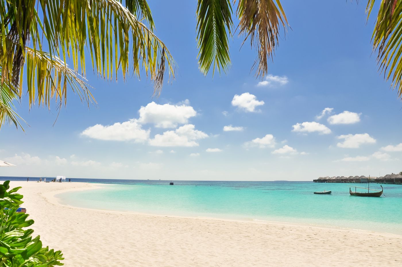Palm trees over a California beach — San Jose SR22