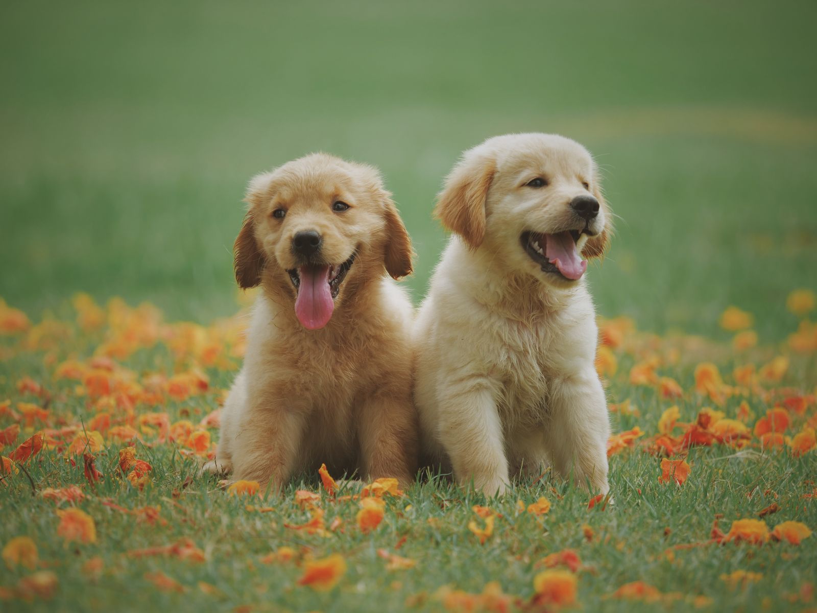 People with dogs outdoors — Auburn, Maine
