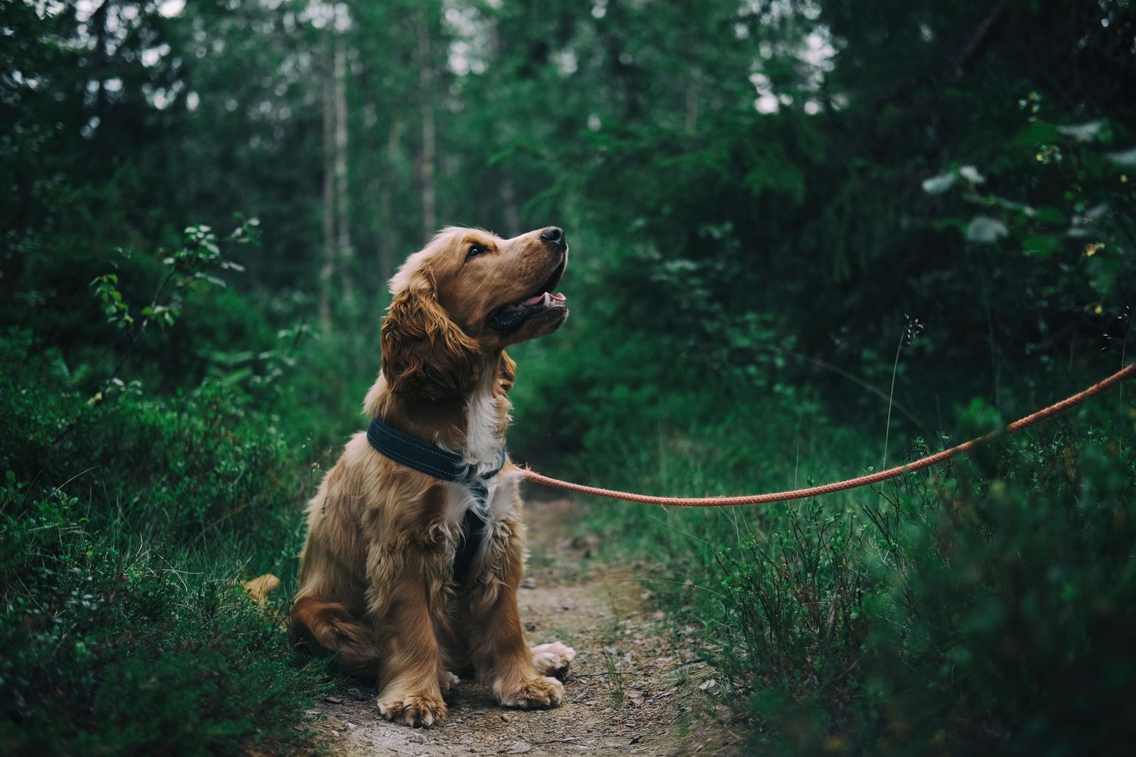 Golden retriever in a park — Sunrise, Florida