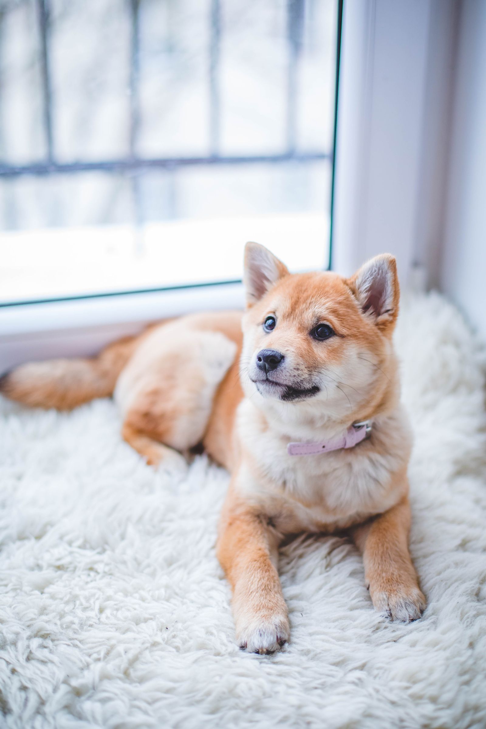 Dog on a neighborhood walk — Bennington, Vermont