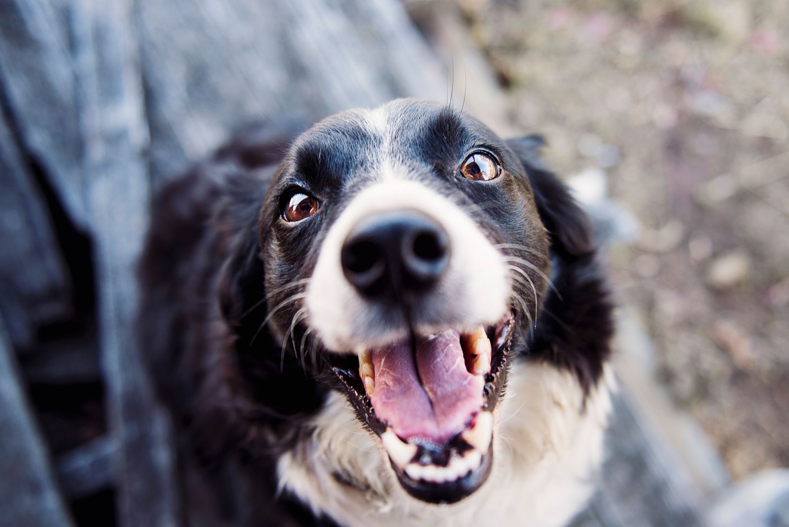 Dog looking back on a walk — Wasilla, Alaska