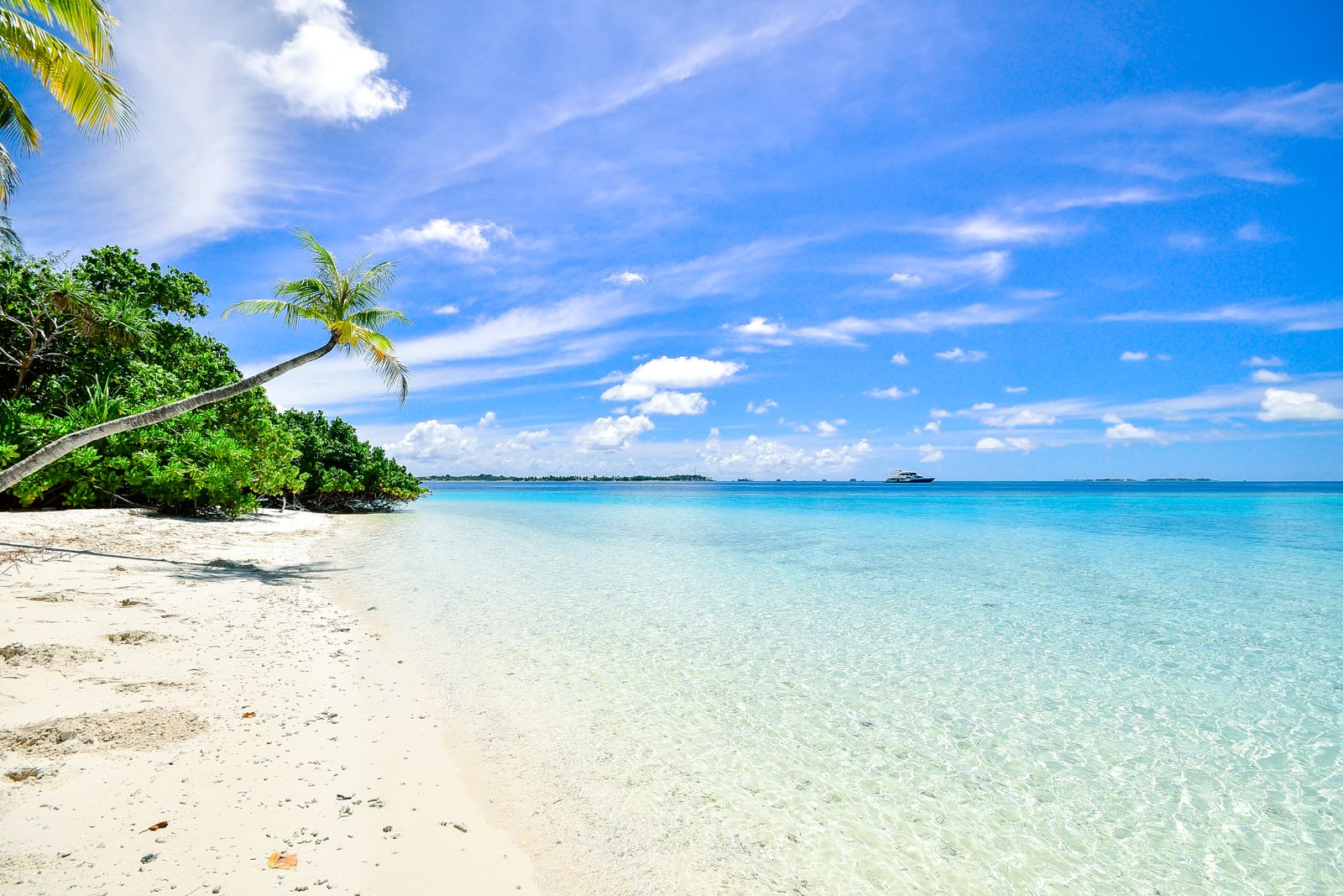 Palm trees on a Florida beach — Tampa, Florida