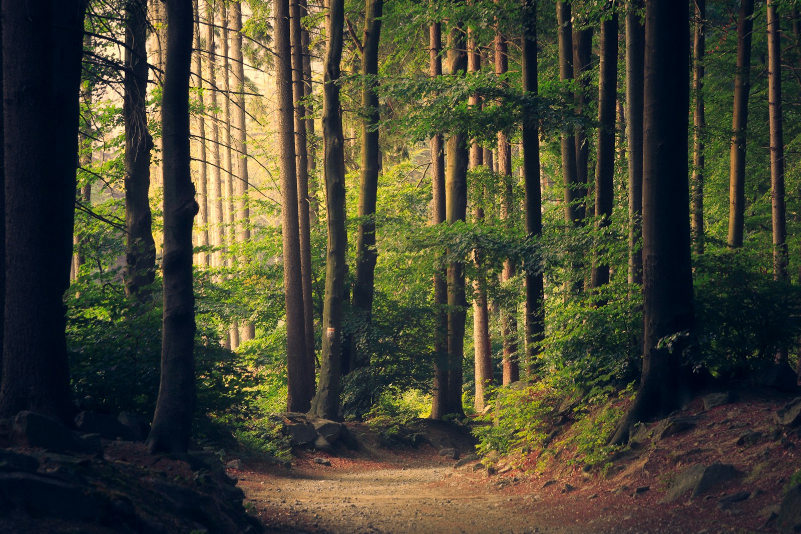 Sun through a forest — Hoover, Alabama