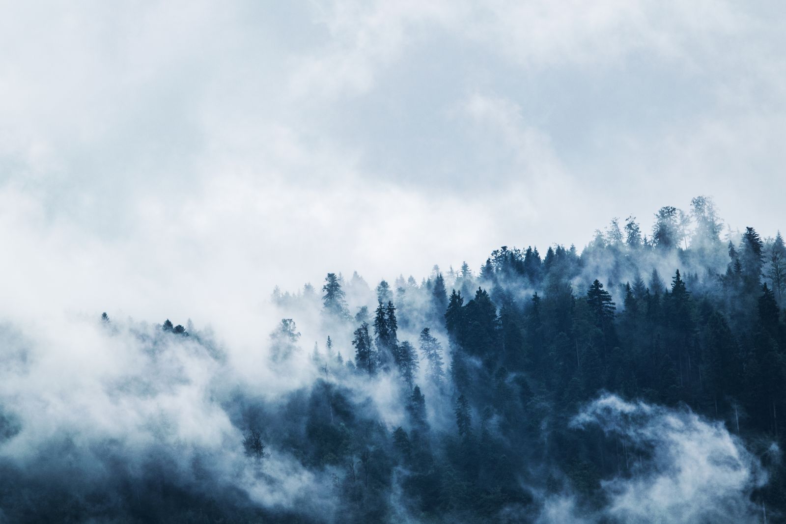 Alpine forest and peaks — Arvada, Colorado