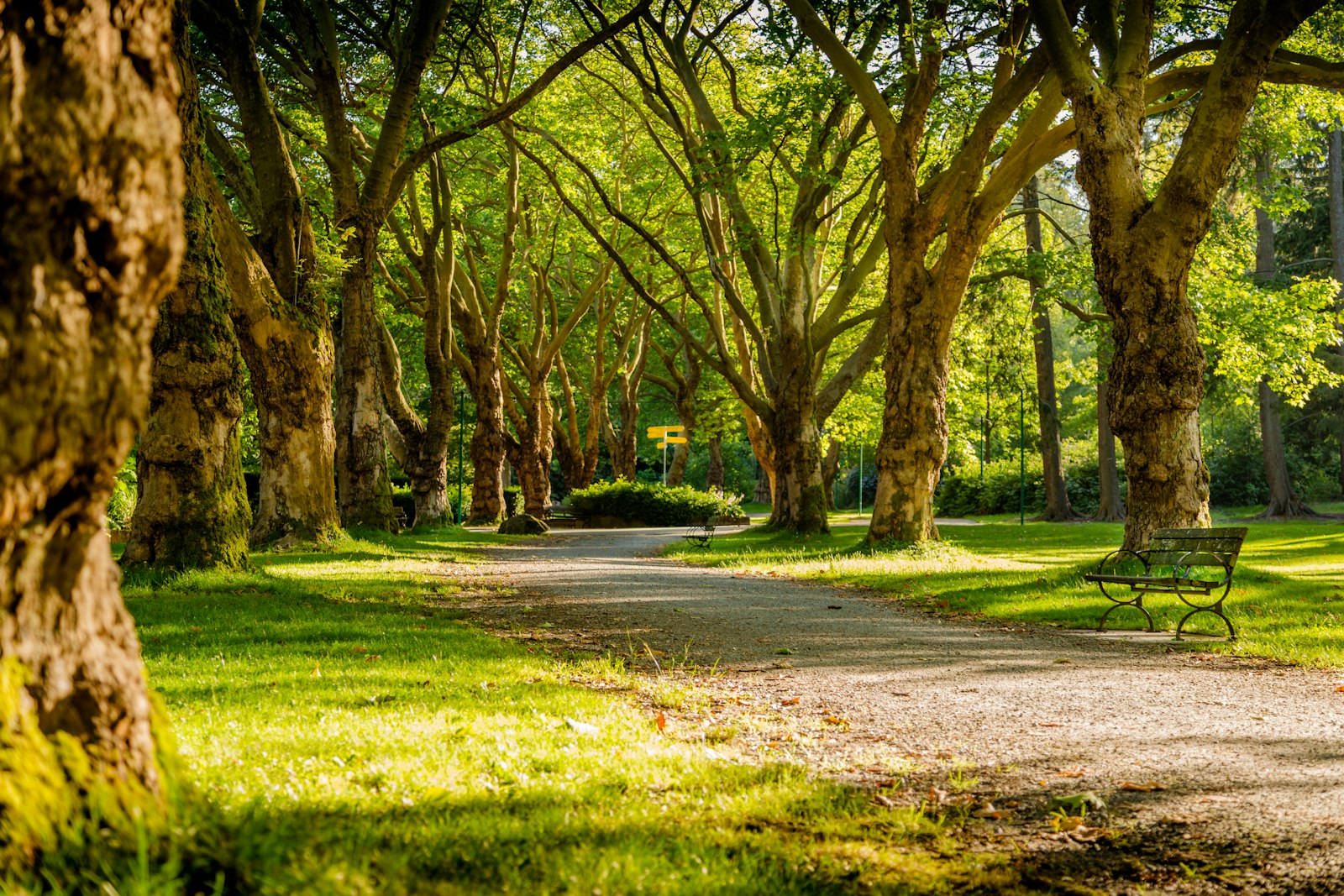 Park benches and trees — Waldorf, Maryland